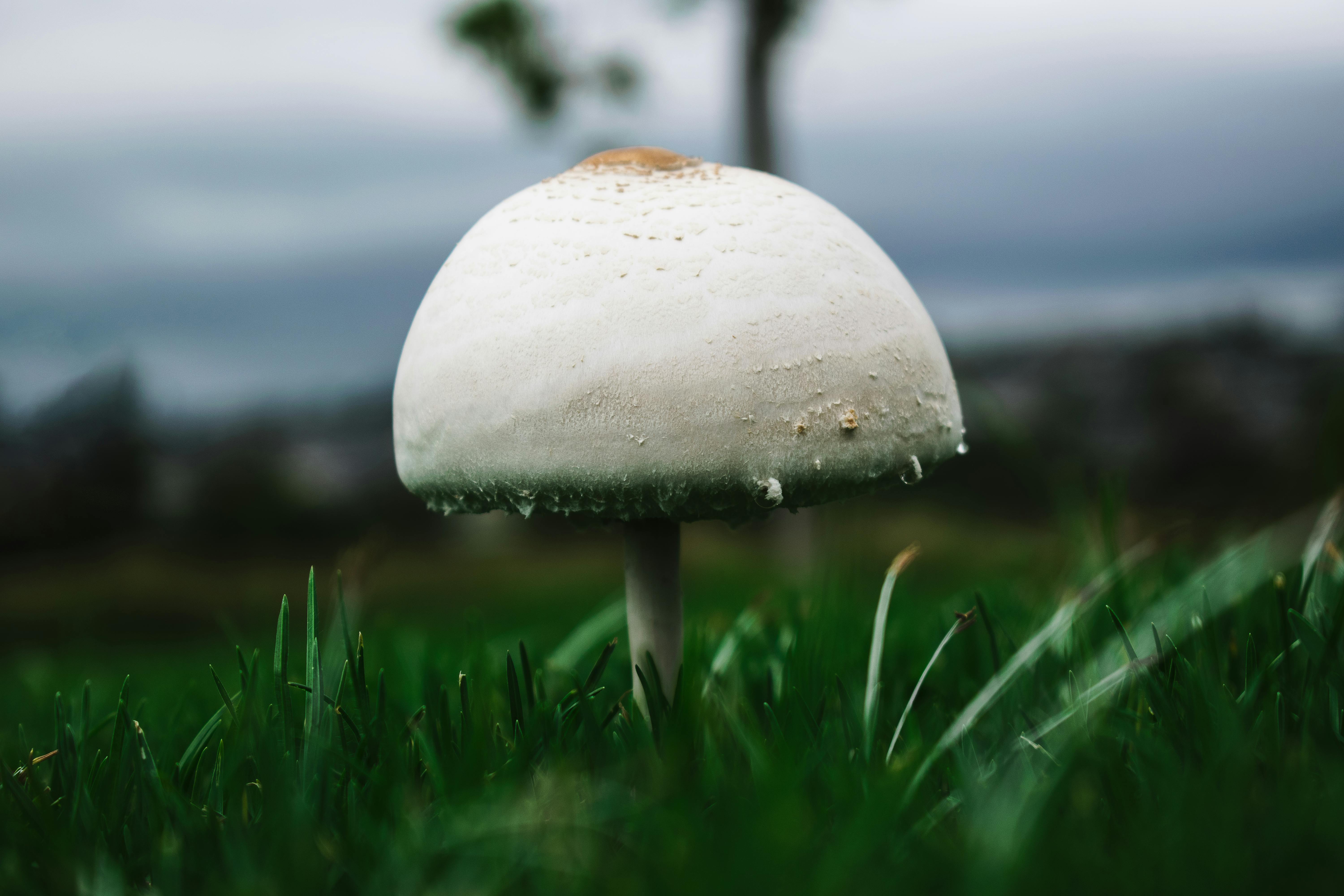 macro photography of white mushroom