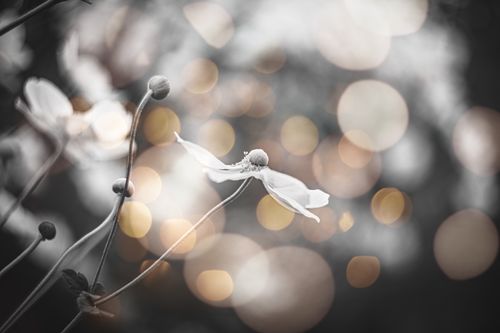 Free stock photo of 2020 wallpaper, beauty in nature, black and gold background Stock Photo