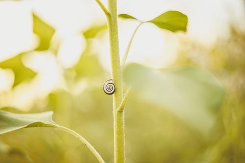 Free Close-up of a snail on a stem with warm sunlight, showcasing nature's simplicity. Stock Photo