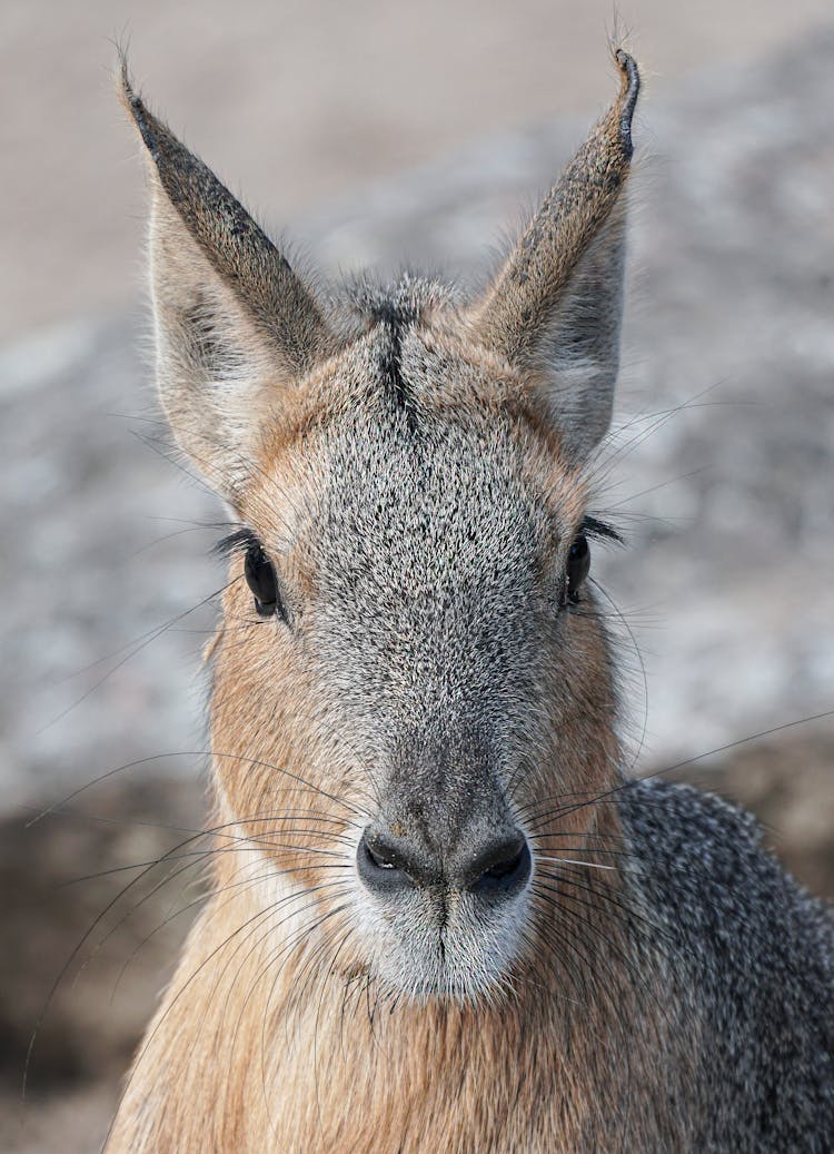 Patagonian Mara In Close-up Photography