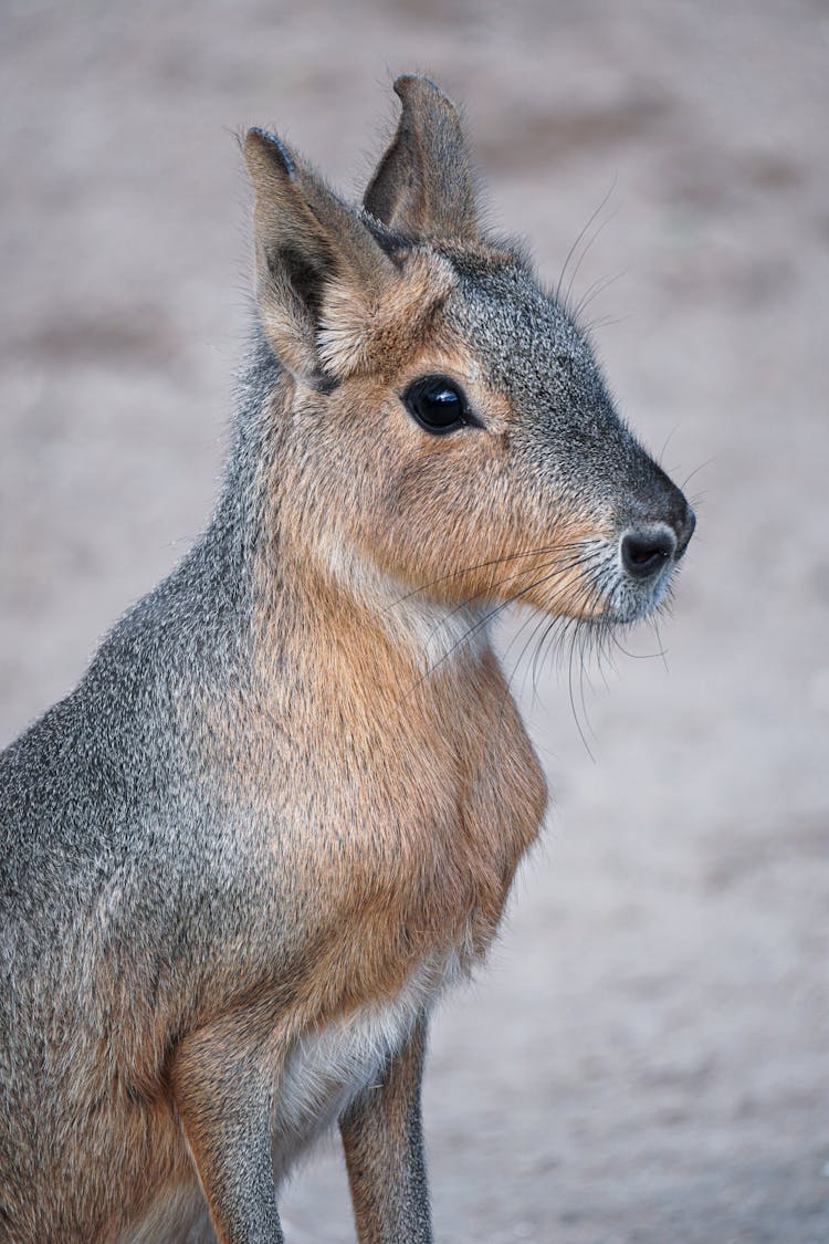 A Patagonian Mara With Whiskers