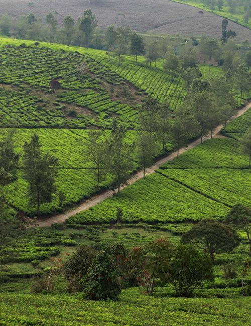 Kerinci Seblat