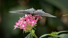 充满活力的蝴蝶栖息在粉红色的花朵上，展示着复杂的翅膀图案，并为这些鲜艳的花朵授粉