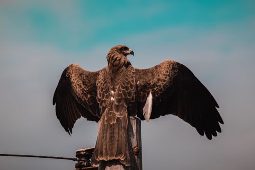 Free stock photo of eagle sunbathing Stock Photo