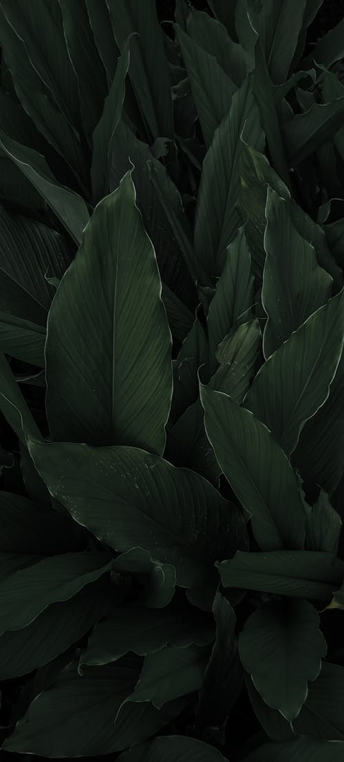 Free stock photo of adobe photoshop, beautiful nature, big leaf