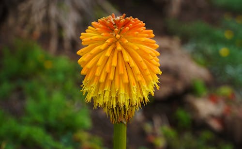 Free stock photo of beautiful flower, flowering plant, garden