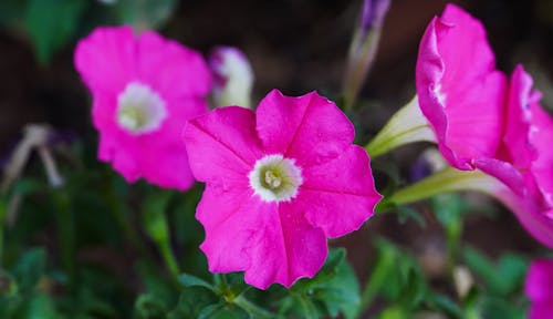Free stock photo of beautiful flower, blossom, flora
