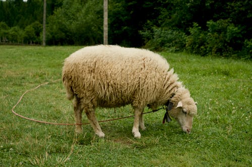 Белая овца на траве