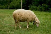 在乌克兰利维夫的乡村，一只羊正在翠绿的田野里吃草，四周绿树成荫