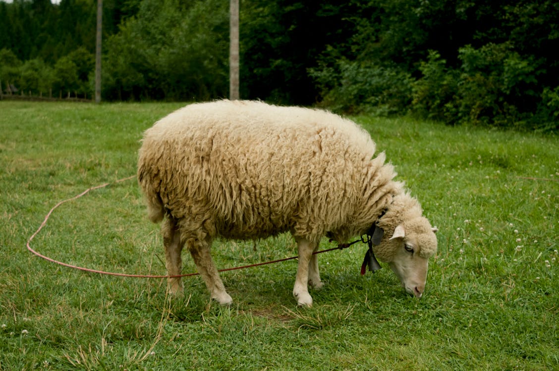 White Sheep On Grass