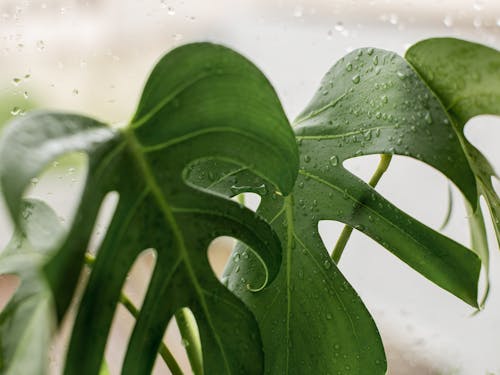 Green Leaves of Monstera Deliciosa Plant with Water Droplets