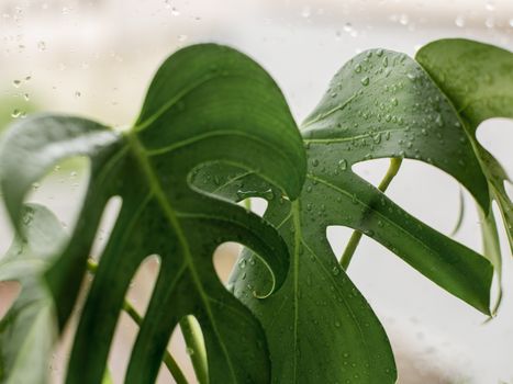 Green Leaves of Monstera Deliciosa Plant with Water Droplets