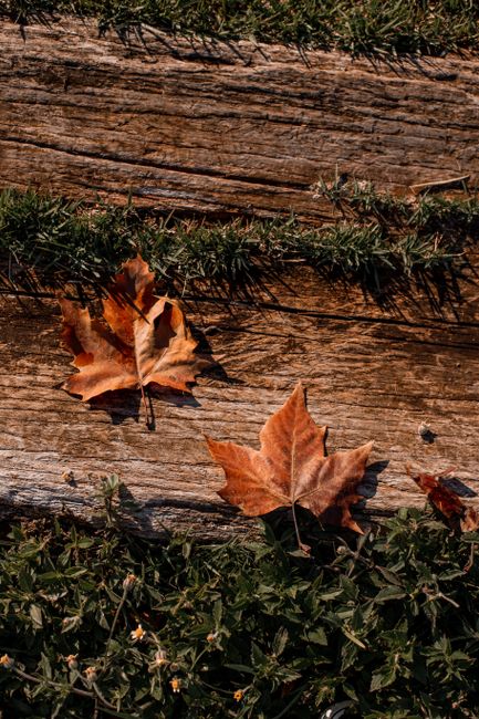 Two maple leaves on rustic wooden planks with grass, embodying autumn's essence.