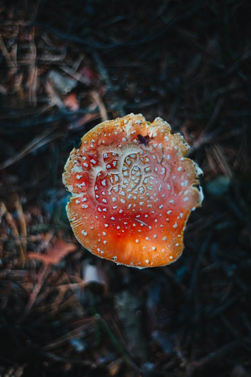 Free A Fly Agaric on Growth Stock Photo