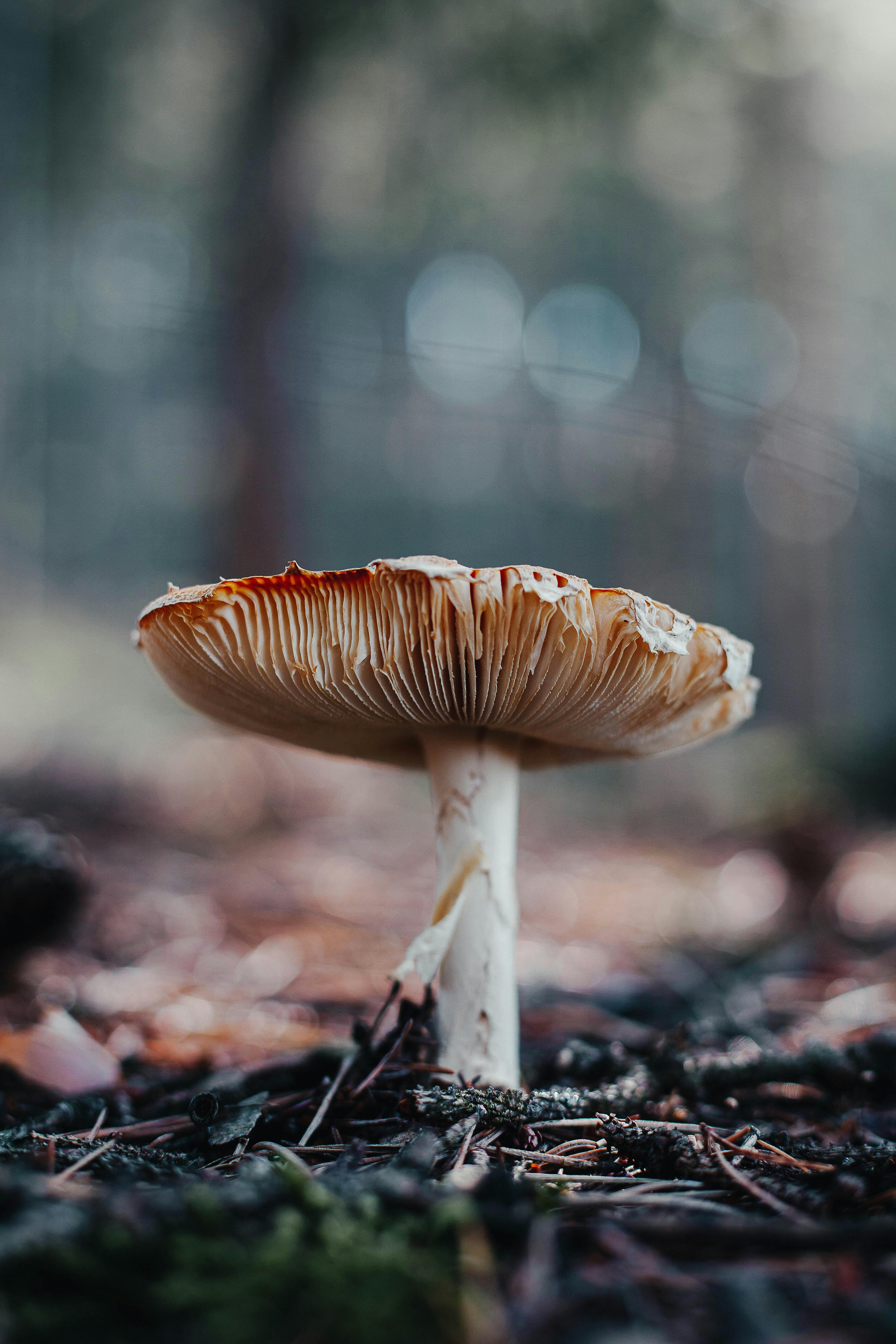 a mushroom on the ground