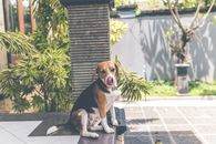 Adult Tricolor English Foxhound