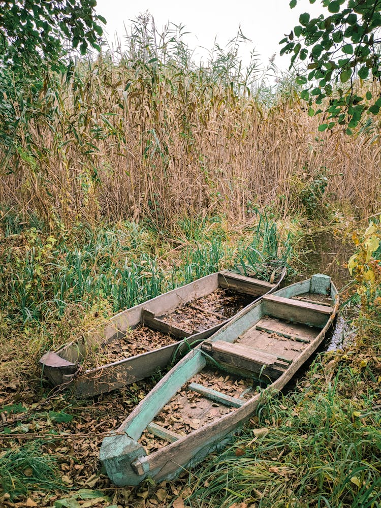 Wooden Canoes With Dry Leaves And Wetland With Grass