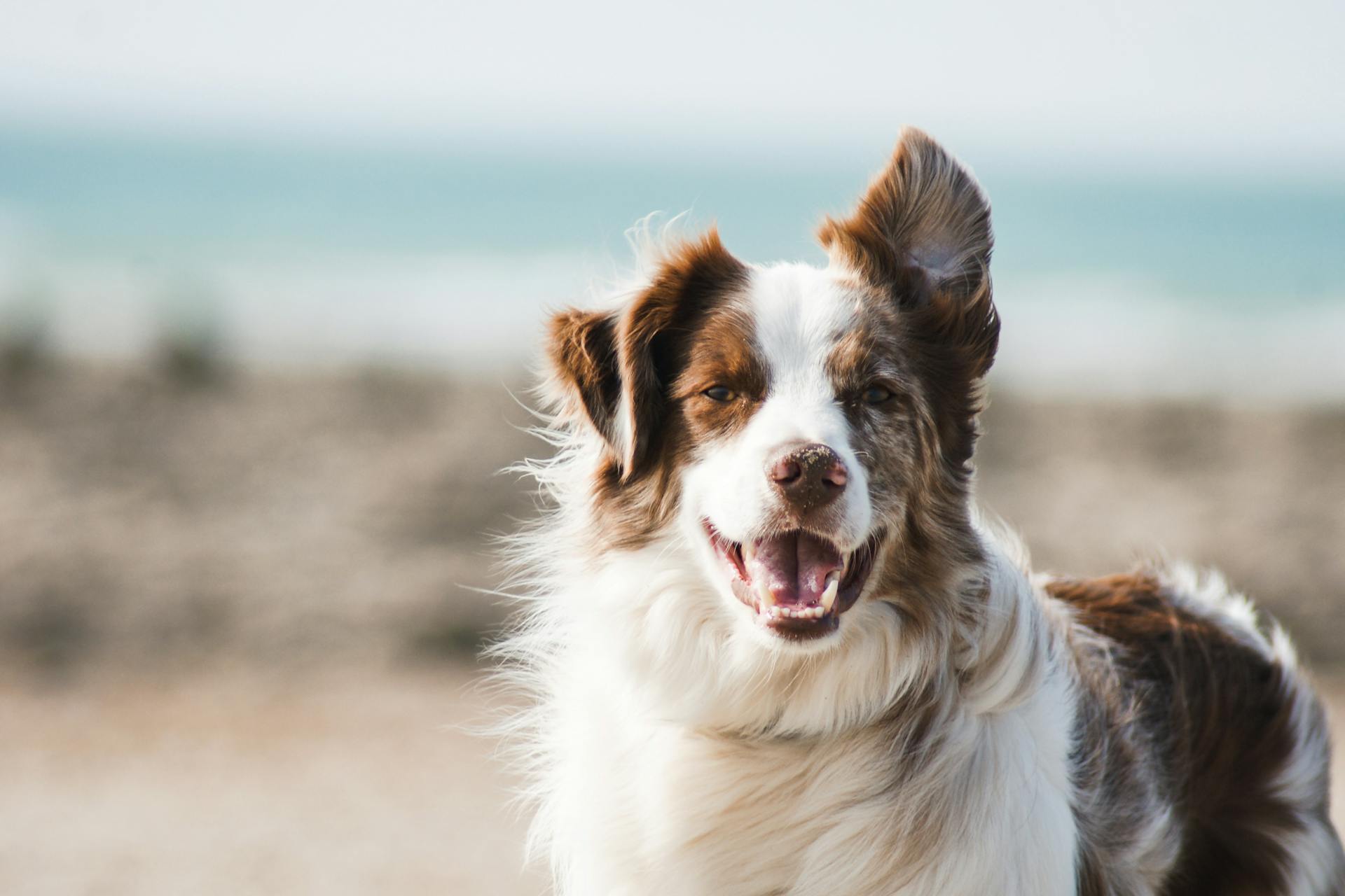 Close-Up Shot of a Border Collie