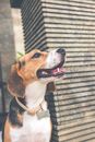 Adult Black, Brown, and White Beagle