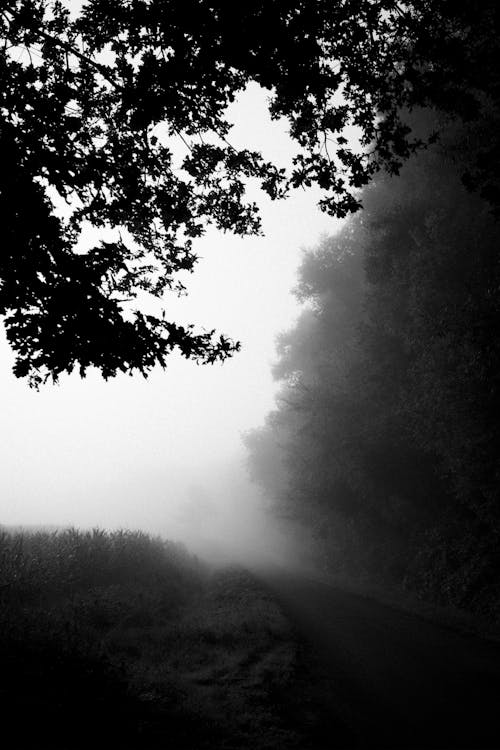 A Grayscale Photo of Trees on the Road