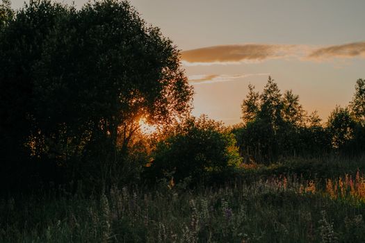 Calm sunset over a lush meadow with trees and wildflowers. Perfect for nature and tranquility themes.