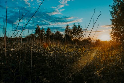 Free Peaceful field at sunset with golden sunlight casting over plants and trees. Stock Photo