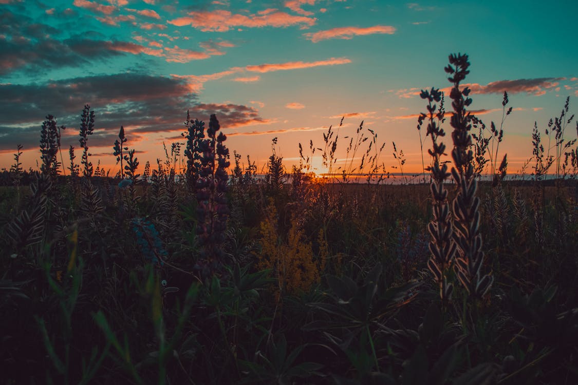 Free Brown and Green Grass during Sunset Stock Photo