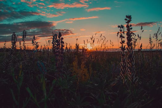 野花田的日落令人惊叹，展现出鲜艳的色彩和自然之美