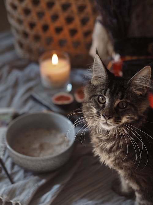 Gratis stockfoto met aanbiddelijk, beest, dierenfotografie