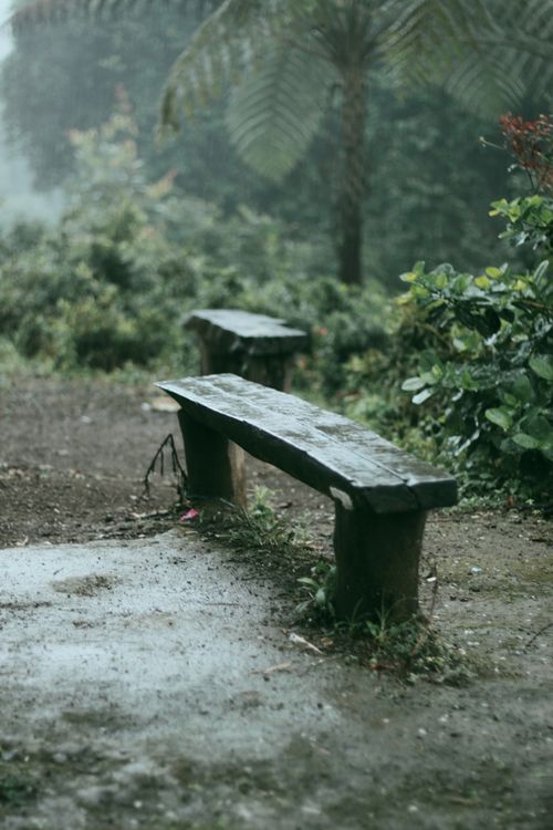 Free A wooden bench in a tranquil, misty forest environment, perfect for natural escapes. Stock Photo