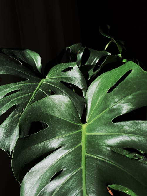 Free stock photo of big leaves, climbing plant, close-up