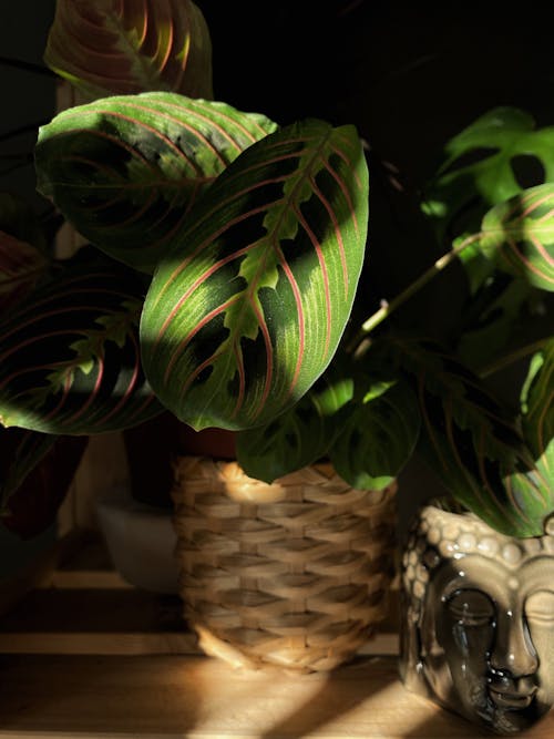 Free stock photo of aesthetic, autumn atmosphere, calathea maranta