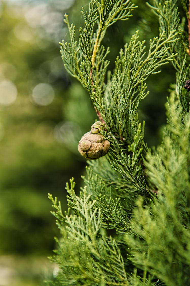 Mediterranean Cypress In Close-up Photography