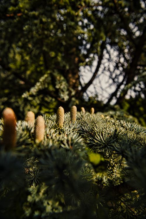 Free Close-up of Atlas cedar cones on branches with soft sunlight in a tranquil forest setting. Stock Photo