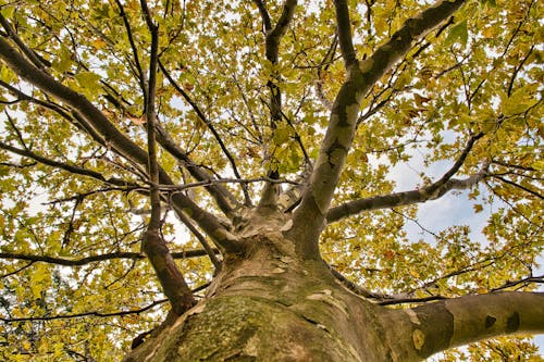 Free Low-angle shot of a Tree Stock Photo