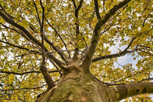 Free Low angle view of a tree canopy with yellow leaves, showcasing an autumn scene. Stock Photo