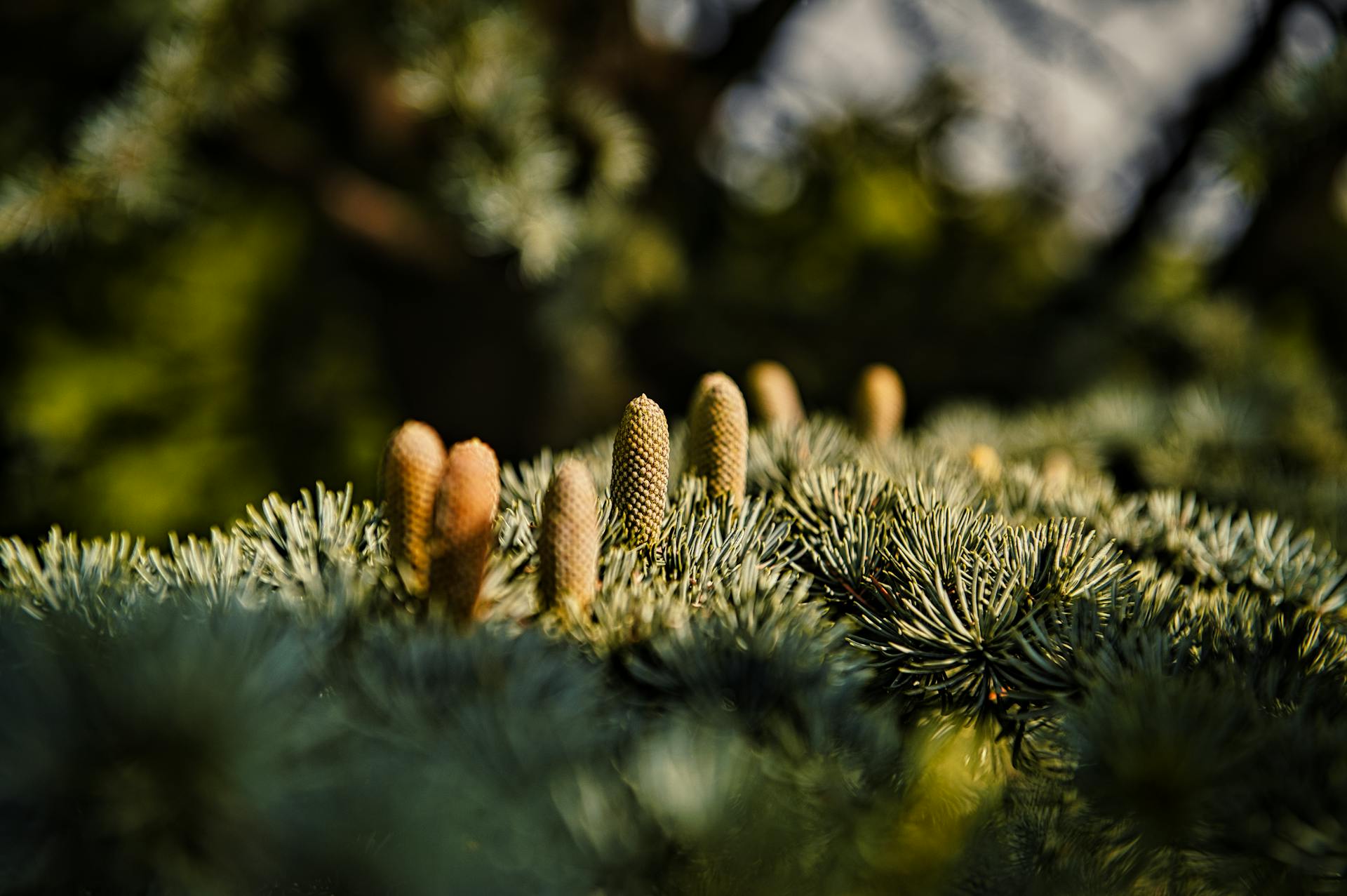 Detailed image of Atlas Cedar cones and needles with warm lighting and depth of field.