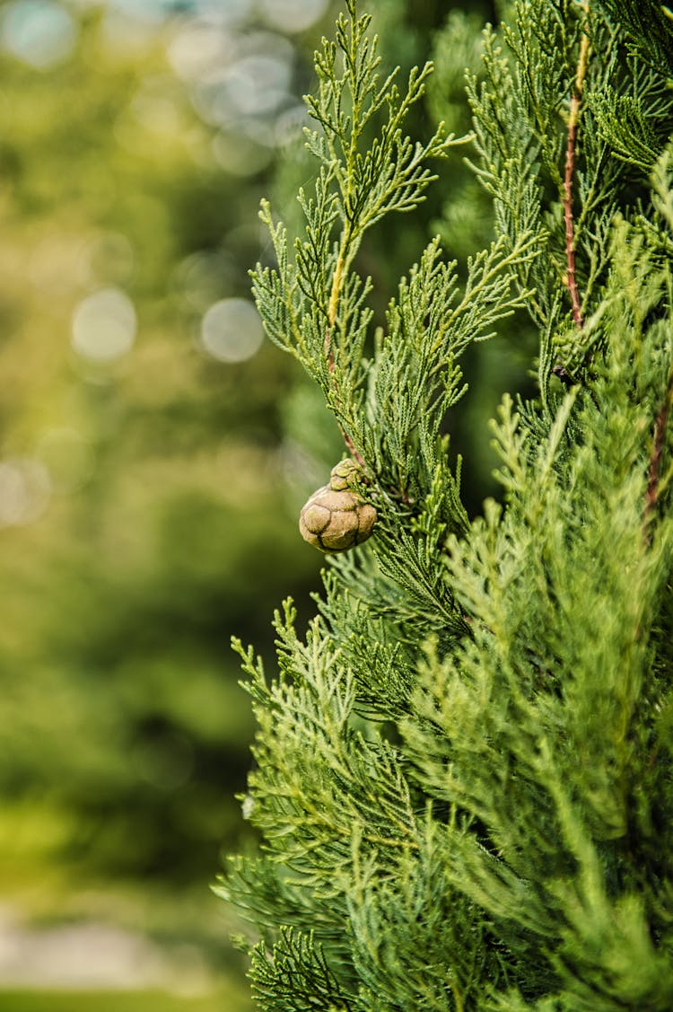 Mediterranean Cypress In Close-up Photography