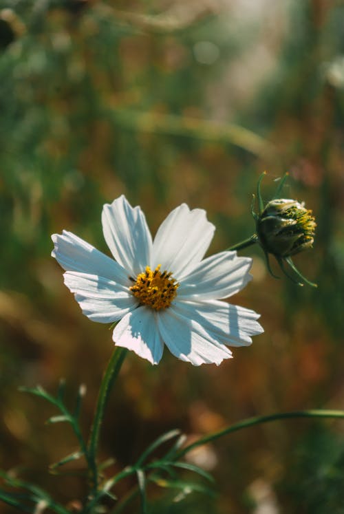 Free White Flower in Close Up Photography Stock Photo