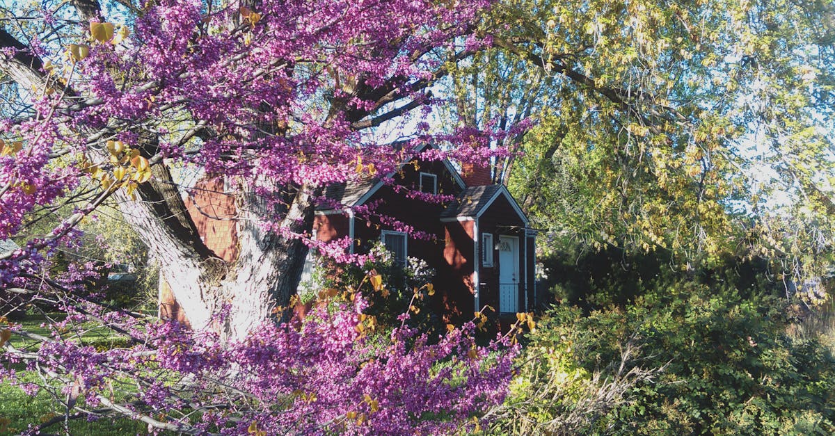 Free stock photo of garden, house, purple