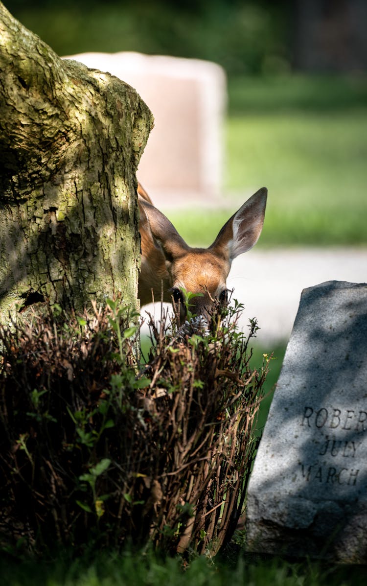 Deer Behind Twigs