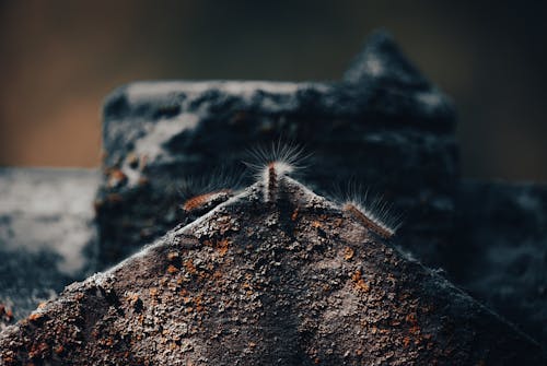 Free Caterpillars on a Rock  Stock Photo