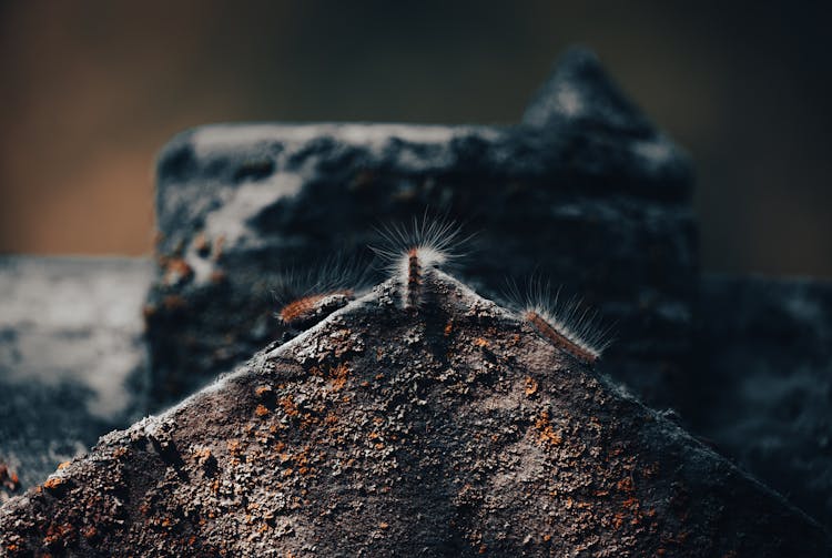 Caterpillars On A Rock 