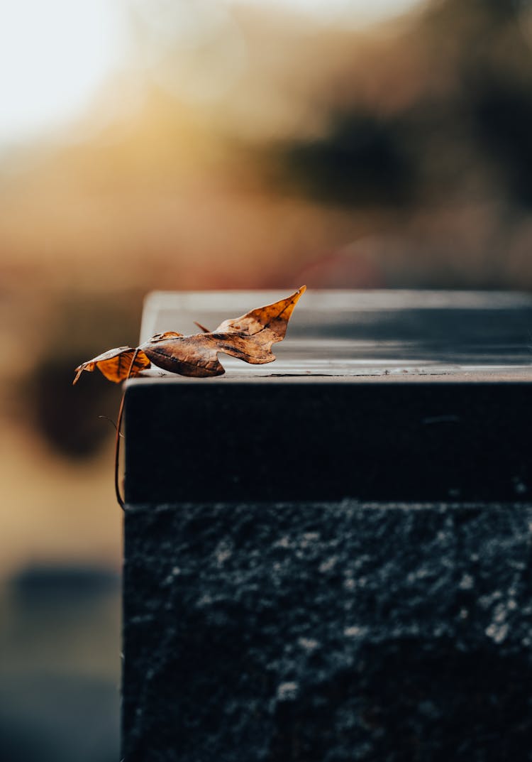 Dried Leaf On A Black Surface