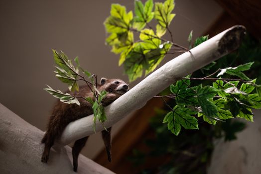 A raccoon lying on a tree branch surrounded by green leaves. Perfect for wildlife themes.