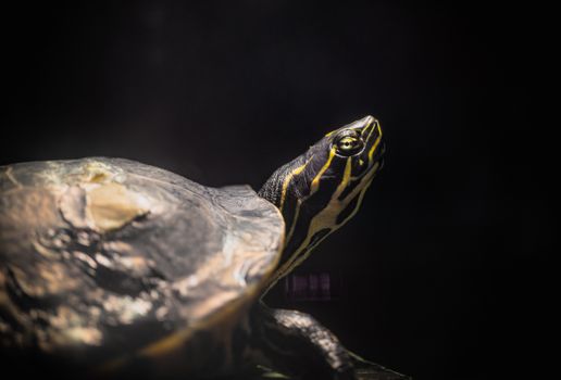 turtle photo