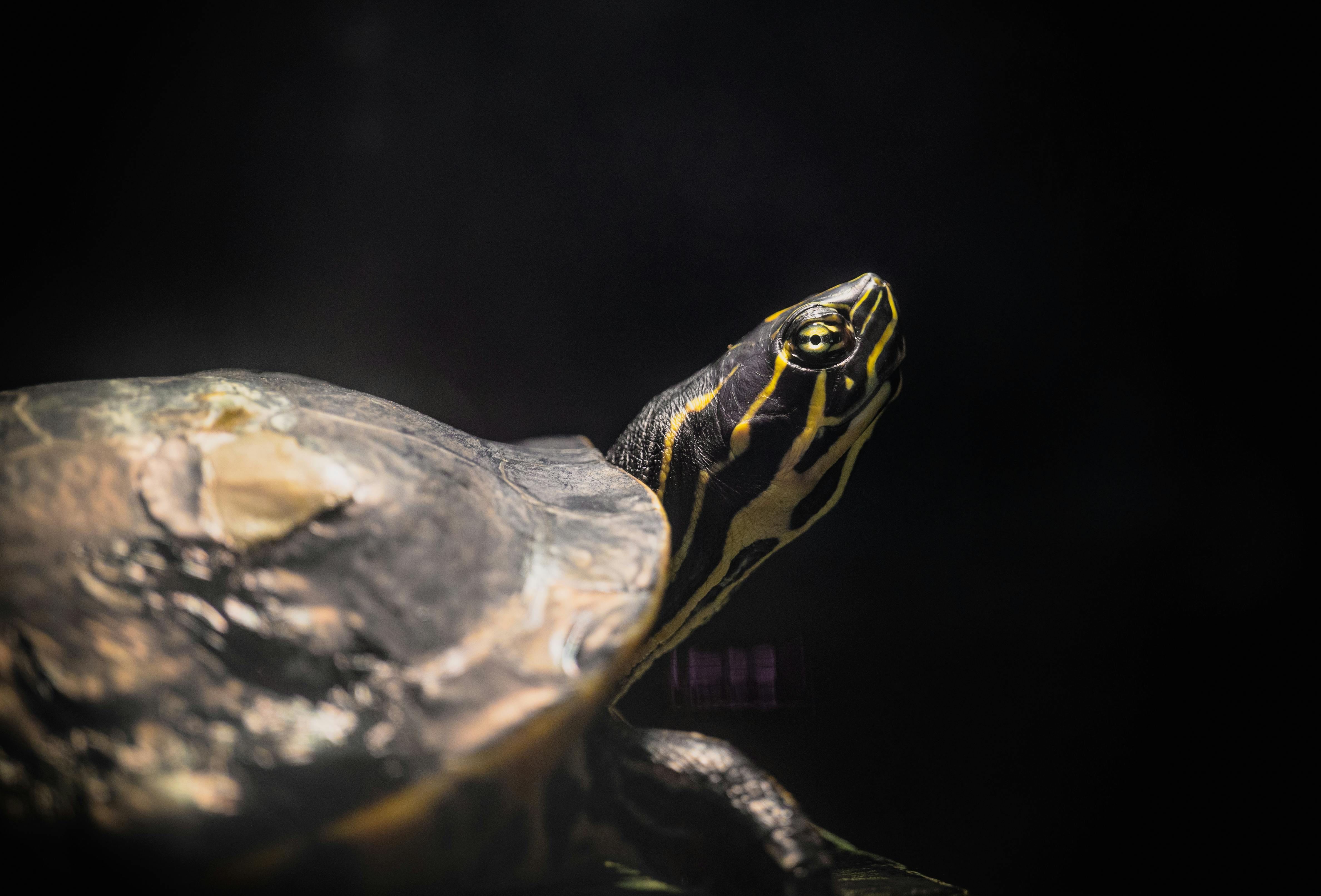 Yellow and Black Turtle · Free Stock Photo