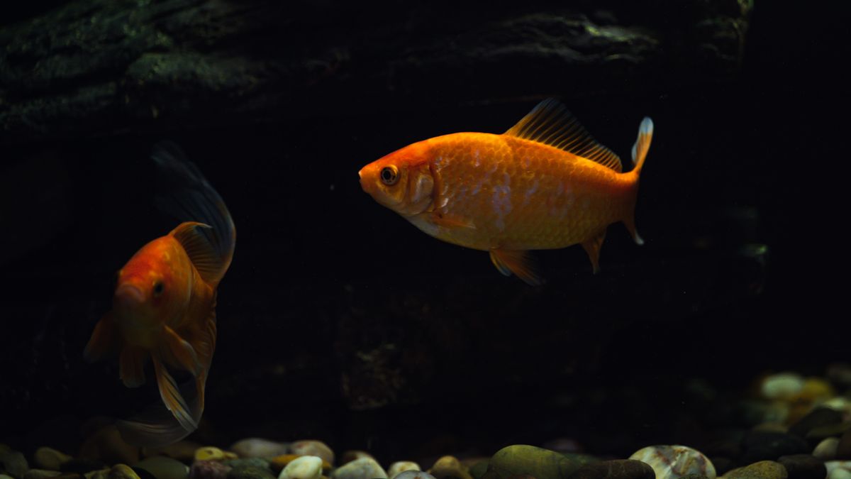 Peces de agua fría: especies y cuidados