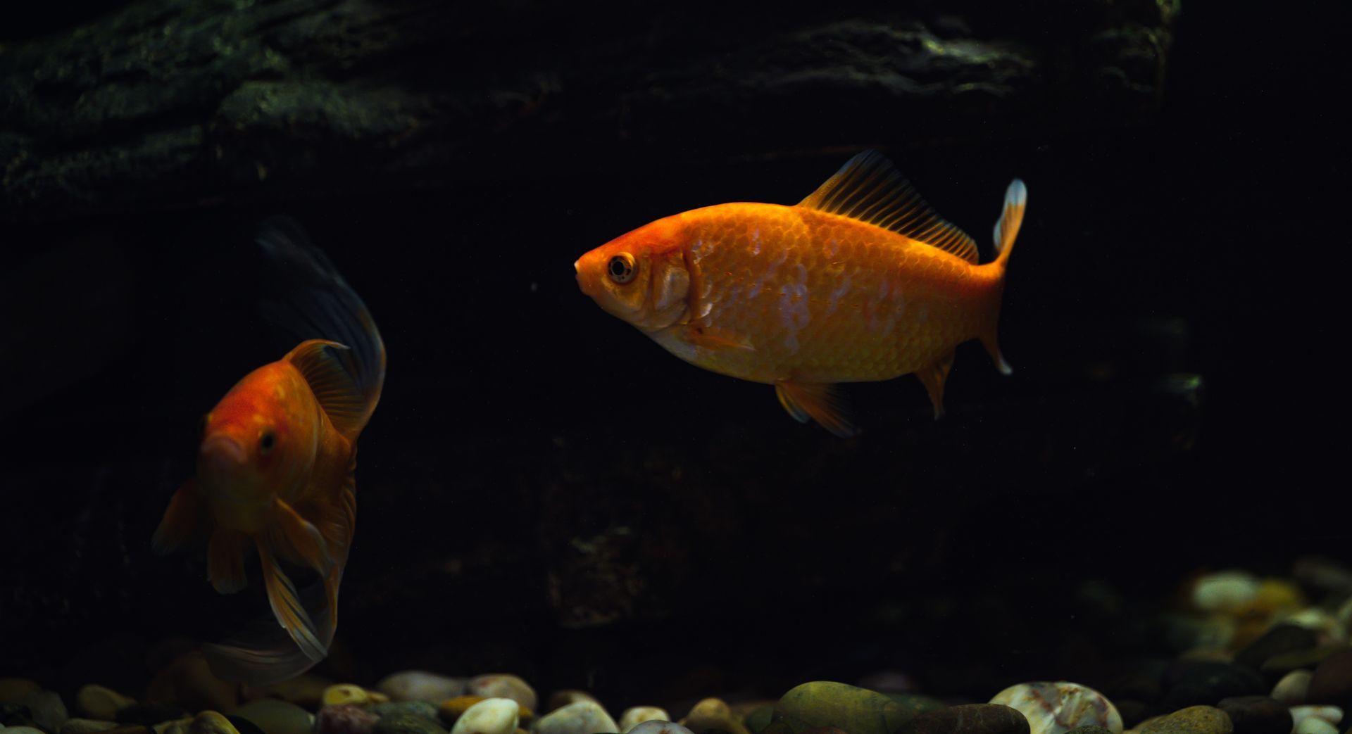 A vivid goldfish gracefully swimming in a dark aquarium, surrounded by natural pebbles.