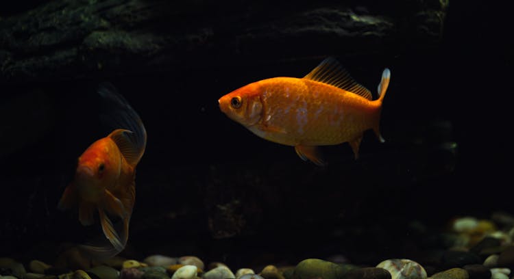 Goldfish In The Aquarium